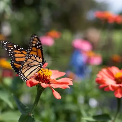 thumbnail for publication: Butterfly Gardening in Florida